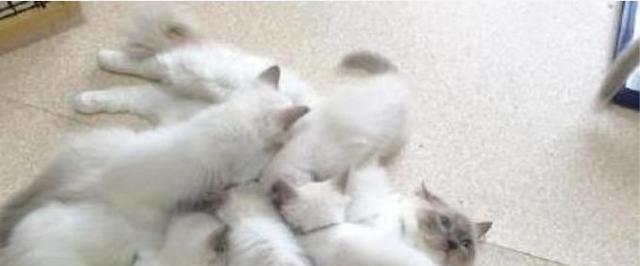 每次喂奶变得郁闷起来!母猫一窝生下16只小猫