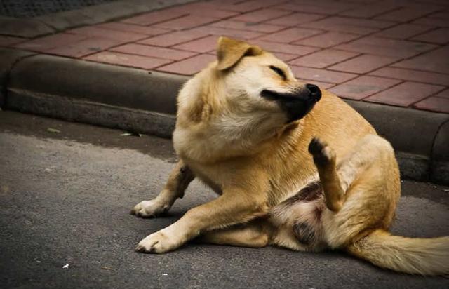 狗狗常见皮肤病及诊治