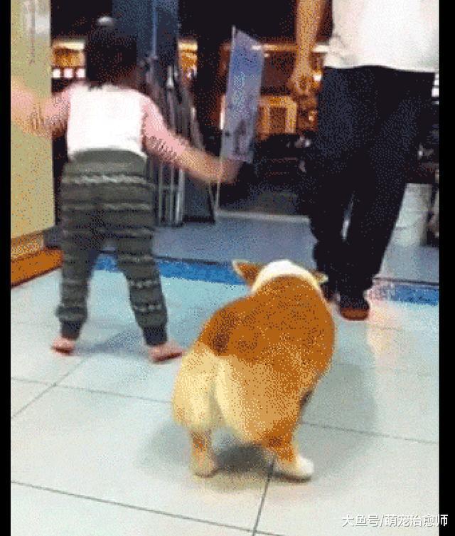 小主人在扭屁股, 柯基看到后也跟着一起扭起来, 好想