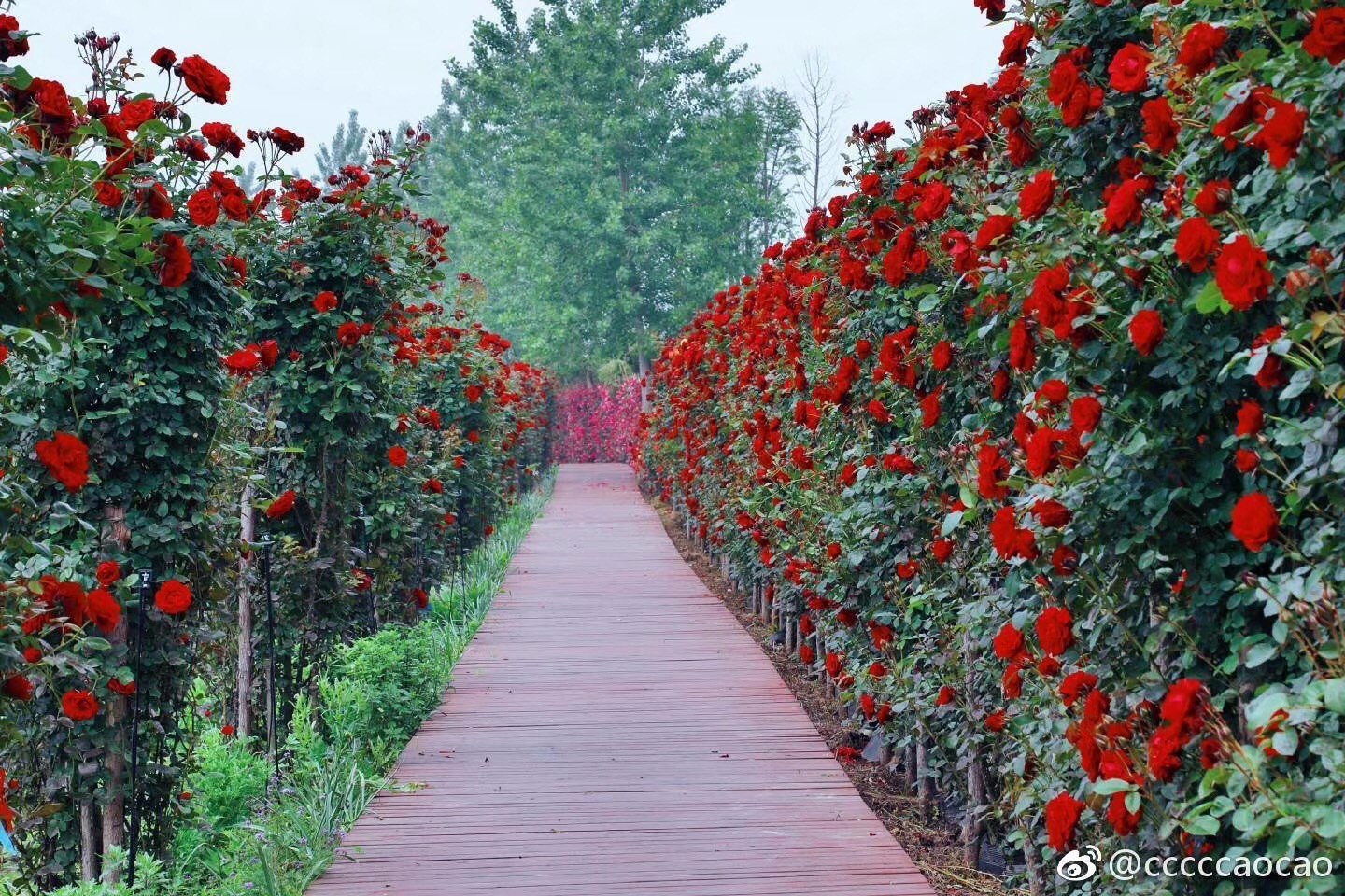 春末夏初,你心中的玫瑰花海究竟长啥样?