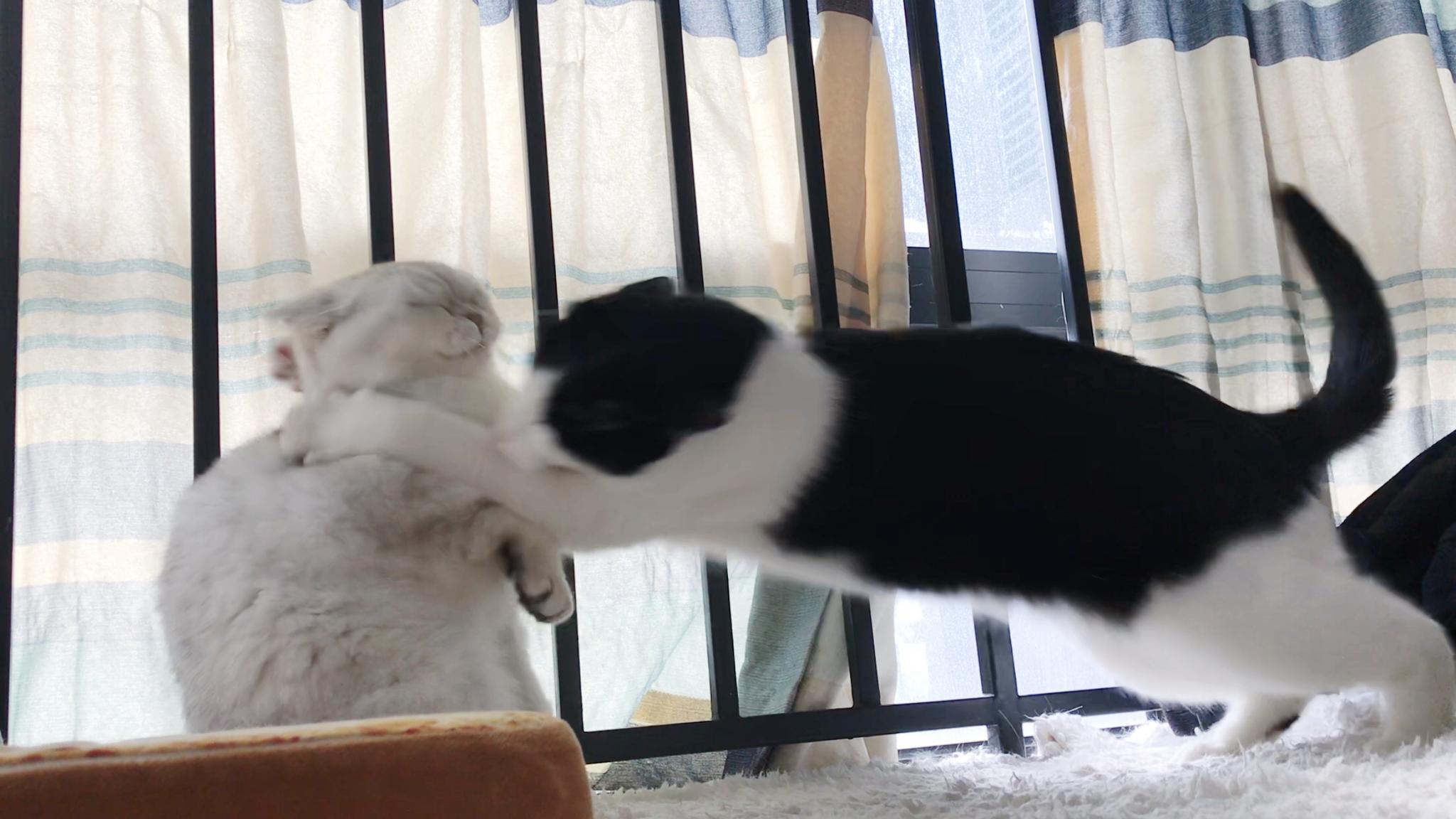 猫咪哲学现场哈哈哈,李白的小表情真的太搞笑