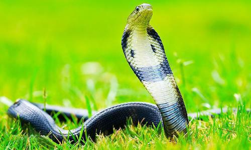 中国十大毒蛇之一的舟山眼镜蛇,学名中华眼镜蛇,大家都认识吗?