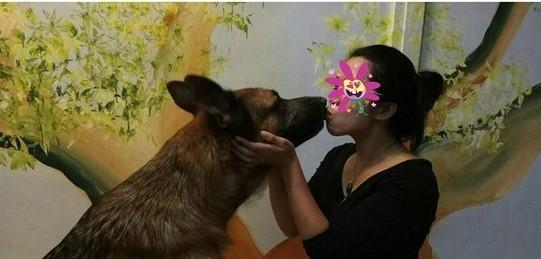 动物都有预知感应, 狼狗的预感救了主人一命