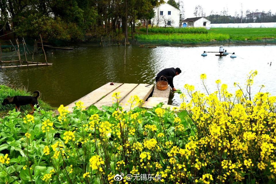 无锡江南水乡,此时春天碧绿的青菜已经长出了黄色的菜苔花