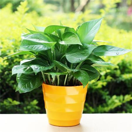 绿萝用什么肥料长得快?注意这几点才能枝繁叶