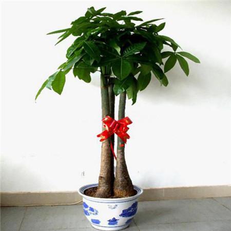 发财树怎么养才茂盛?注意这6点才能枝繁叶茂