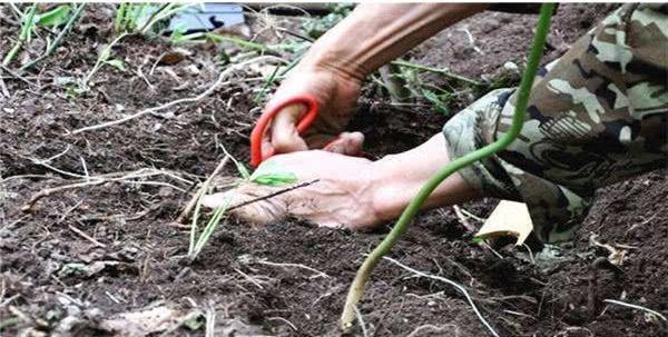 为什么说挖人参不绑红绳，人参会跑掉呢?实拍挖参人神秘的步骤