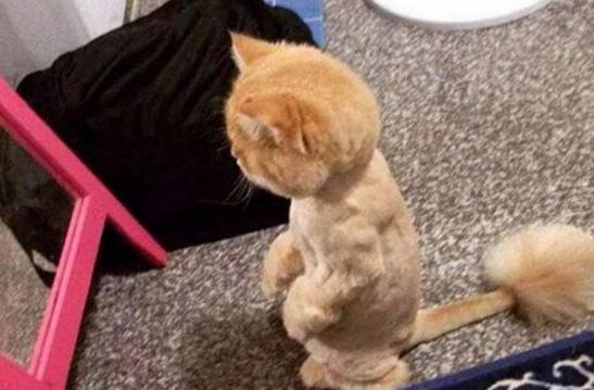 给家里的猫咪剪了毛,从那以后,猫咪照镜子的时候一脸忧愁
