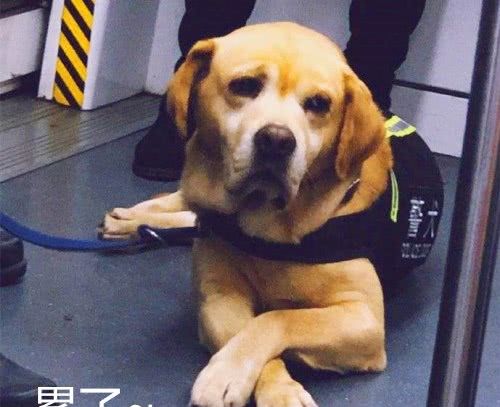 警犬执勤累瘫在地上,乘客走进一看心疼坏了:必须奖励双倍狗粮!