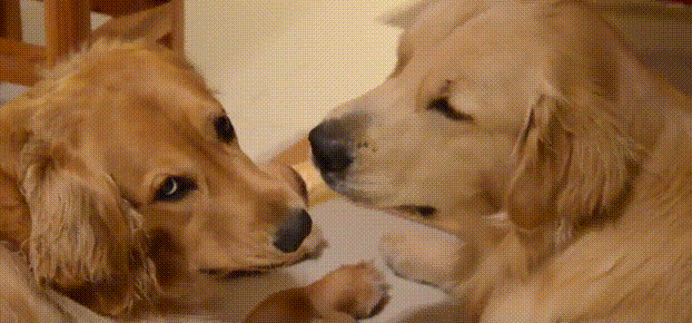 公金毛和母金毛抢香肠,公金毛一脸哀怨:为啥要给我娶个胖媳妇?