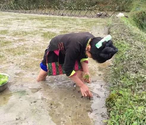 深藏着秘密的黔东南少数民族饭桌上的图腾