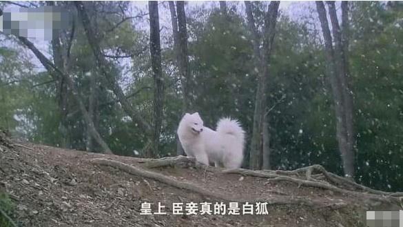 电视剧中那些令人窒息的神操作,杨幂还不算啥