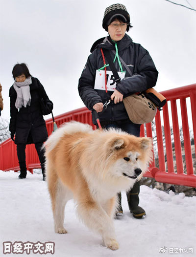 日本养狗比养猫花钱多?