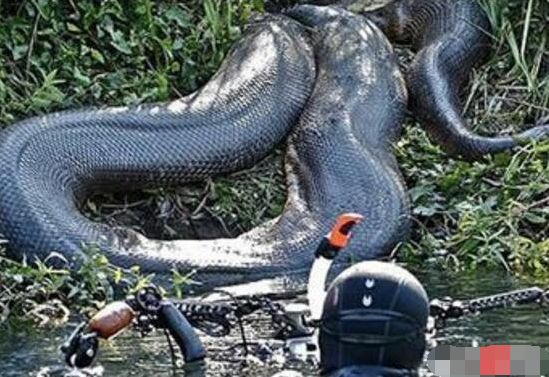 四川发现了50米长的巨蟒,世界上最大的巨蟒