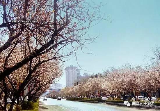 旅游羽衣|曲阜春季赏花旅游攻略云裳地图第十章完美秘籍图片