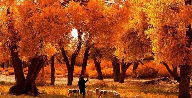 额济纳8天：炫彩胡杨林、敦煌丝绸之路、罗布泊龙城雅丹自驾游