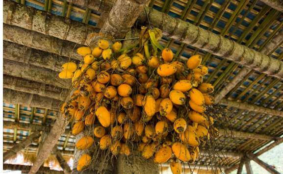 湖南不产槟榔,为什么湖南人爱吃槟榔?