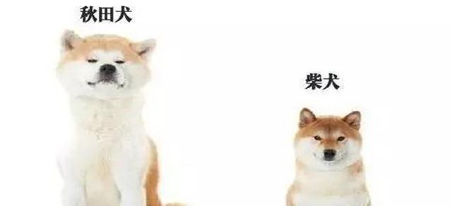 3张图告诉你,秋田犬和柴犬到底有什么区别呢?