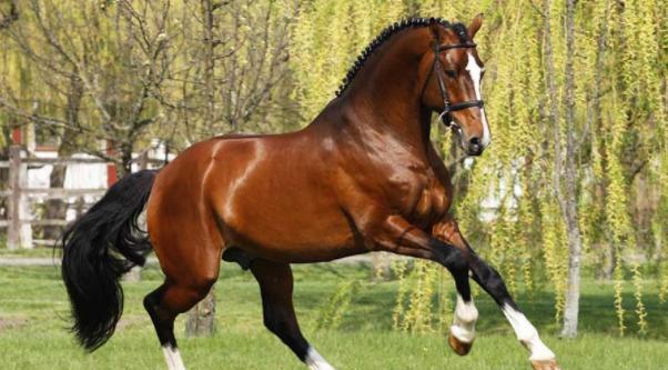 世上最贵的马种有哪些 纯血马弱爆了,纯种阿拉伯马最名贵