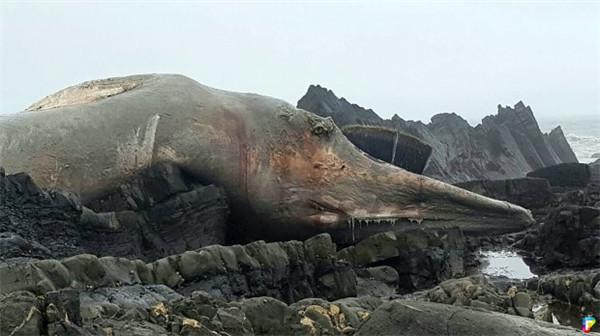 英国海滩惊现27米长巨型生物尸体,专家说这是全球第二大生物!