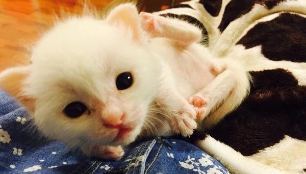 捡回奄奄一息的小奶猫,小奶猫竟然拼命卖萌报
