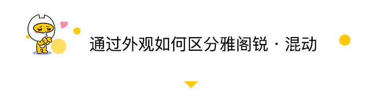 油耗低至4L 还兼顾了运动性？试驾十代雅阁锐·混动