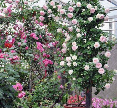 阳台种上这8种爬藤植物,阳台更美,室内还不热