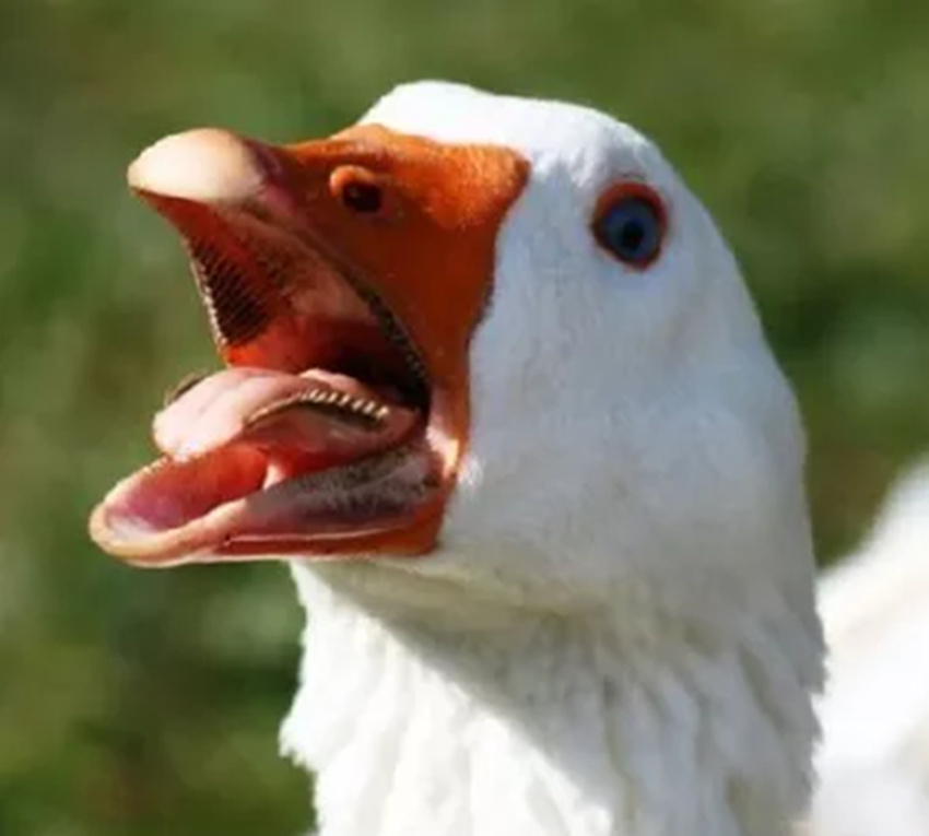 大鹅咬人有多疼