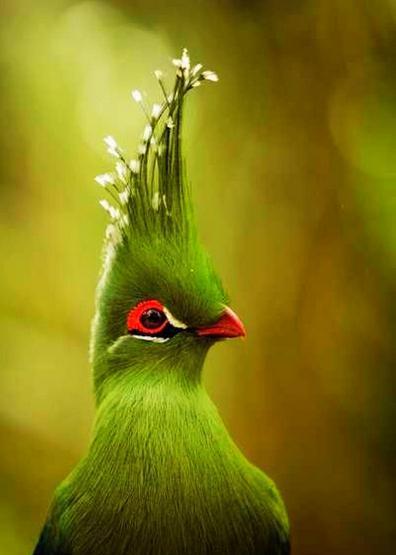 地球上20大最罕见的美丽鸟儿, 你认识几种?