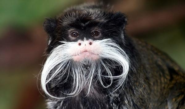 6种其貌不扬的动物, 第2种拥有一项世界纪录