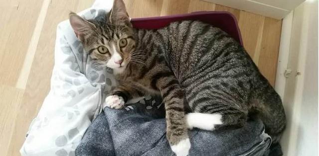 网友在美国,想买一只狸花猫,老板一开口就把他