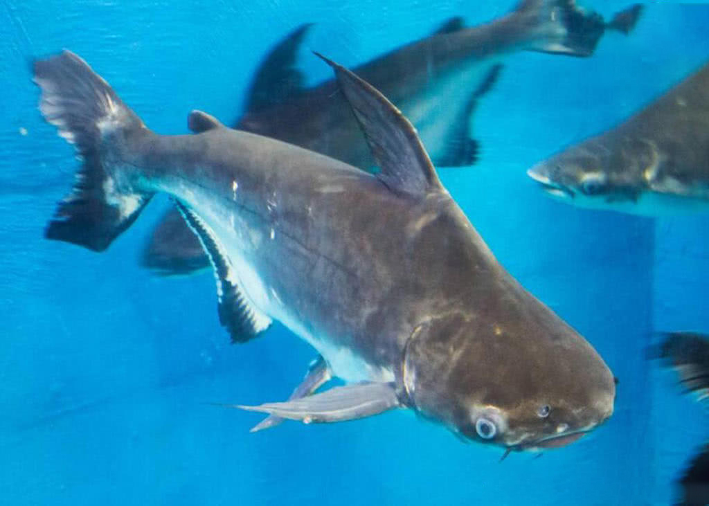 湄公河有一种名叫成吉思汗鱼的凶猛鱼类，简直是淡水河中的鲨鱼