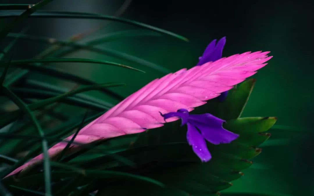 紫凤梨的花朵变绿之后很快就会枯萎,这个是什