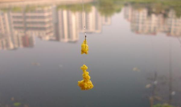 野钓高手精心整理,民间野钓鲫鱼饵料配方大全