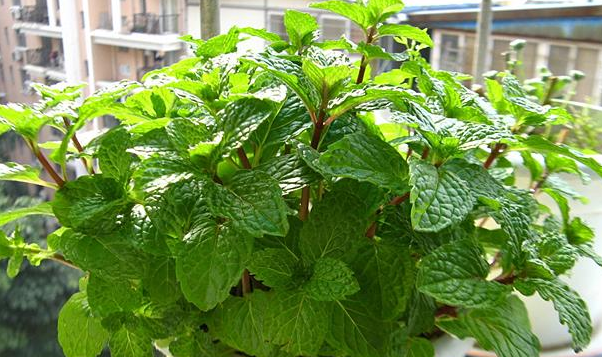 没人在家蚊子会被饿死吗,别想得太天真了,也许