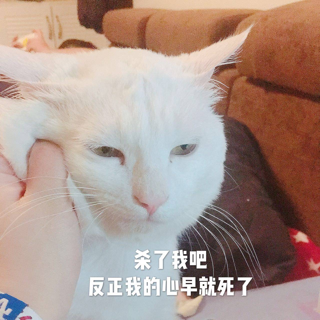 猫咪表情包NO.302:嗯…疑问?你再过来我要叫啦!惊恐到模糊