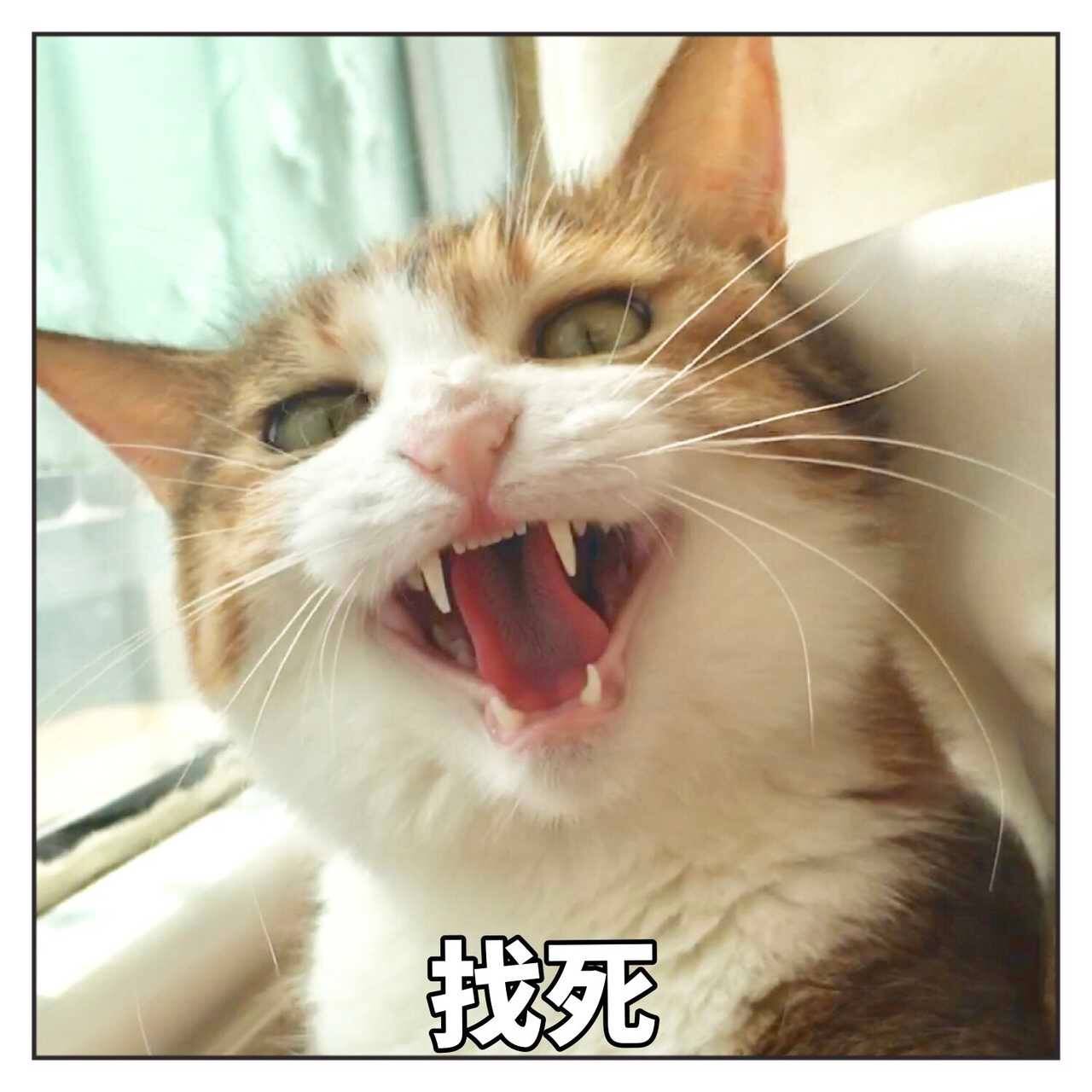 表情猫咪NO.302:嗯…疑问?你再过来笑容叫表情我要包猖狂越来越 表情猫咪NO.302:嗯…疑问?你再过来笑容叫表情我要包猖狂越来越