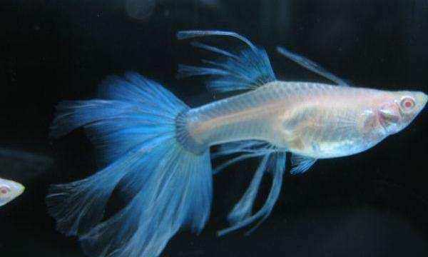 什么观赏鱼好看又好养?小型观赏鱼好看又好养