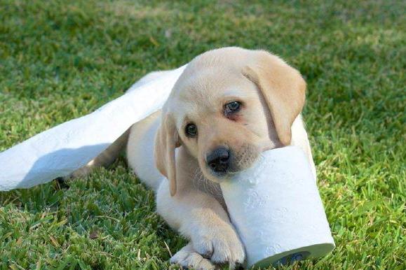 铲屎官们,知道如何训练一只听话的拉布拉多吗