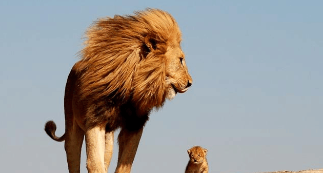 盘点自然界十大最让人敬畏的动物, 以人们对其敬畏的程度为依据!