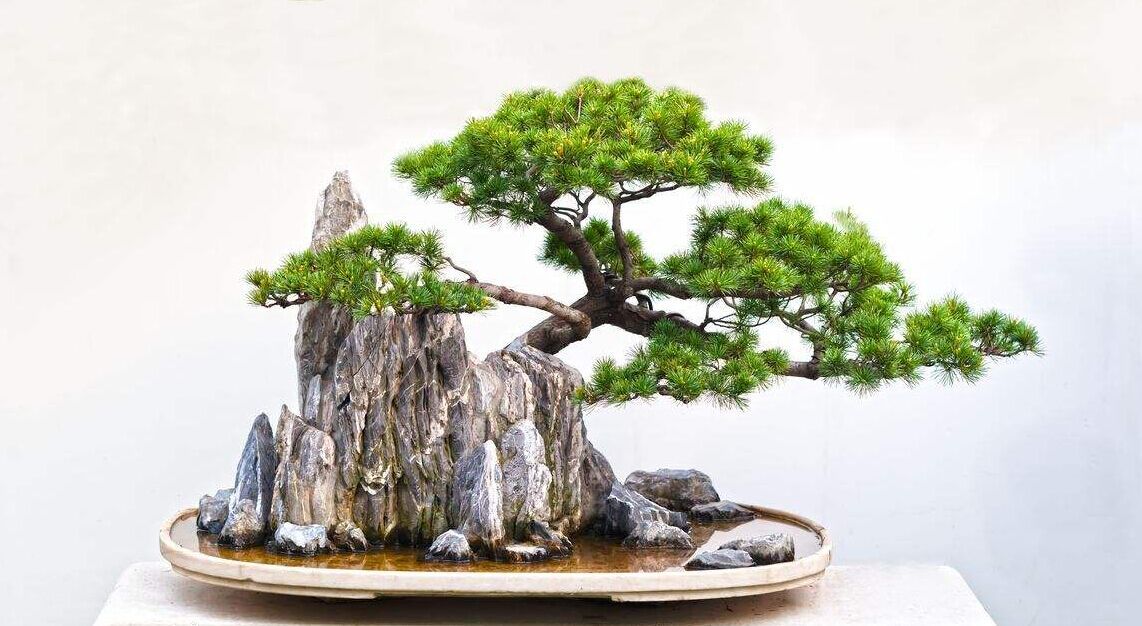 一年四季都适合养的室内花卉盆景有哪些?