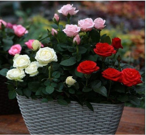 用水果皮做肥料,环保,又纯天然够营养!