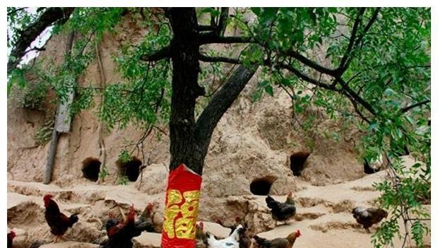 曲阜鸡窝搬迁之谜,探寻消失的传统家禽养殖模式