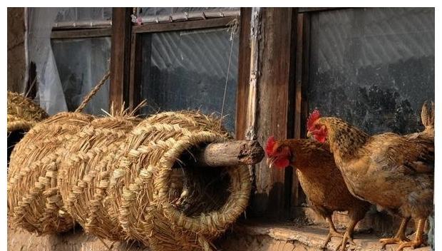 曲阜鸡窝搬迁之谜,探寻消失的传统家禽养殖模式