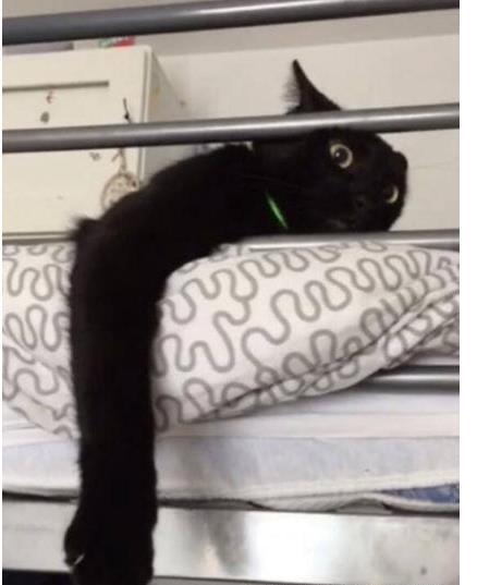 老师布置个任务回家花猫,收上来的作业让人哭笑不得