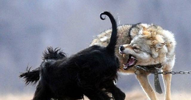 9张图告诉你真正的野狼到底有多凶猛, 狗根本不是对手