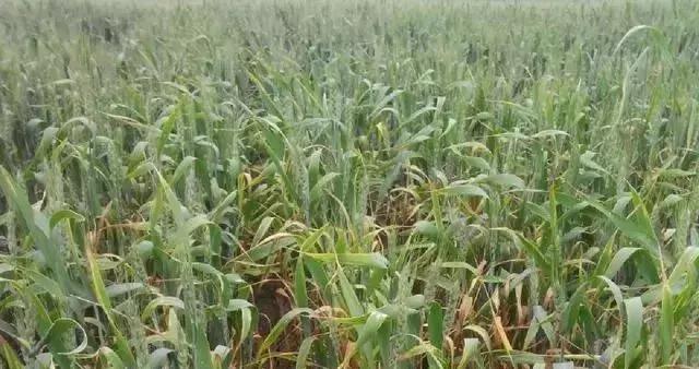 小麦秸秆迷信还田要点?