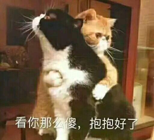 可爱猫咪表情包系列之算了我心态超好