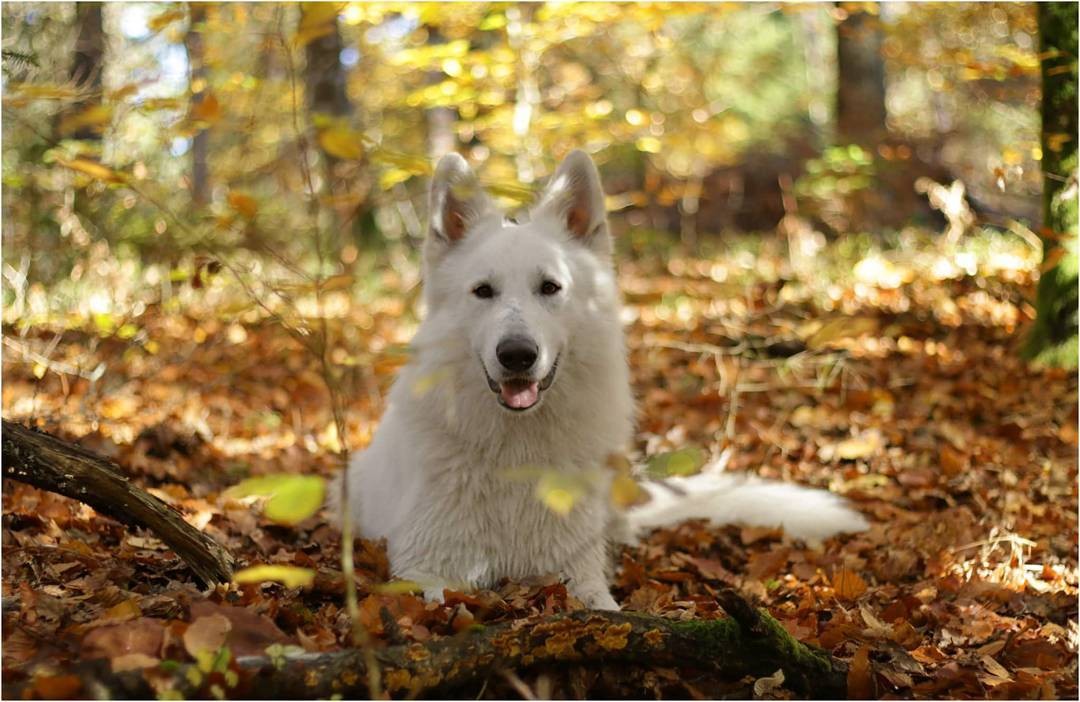 白色瑞士牧羊犬，说是犬中贵族不为过!