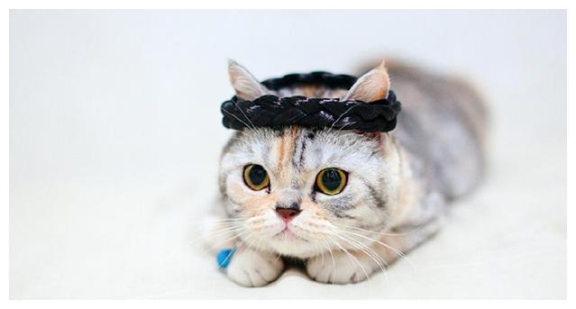 宠物:关于狗和猫的肺动脉狭窄!